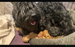 Cockapoo dogs for sale: F2b Cockapoo Puppies for sale - Image 6