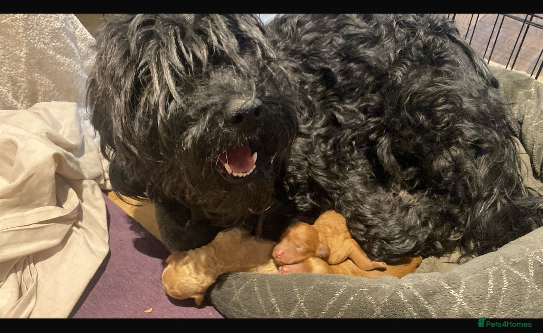 Cockapoo dogs for sale: F2b Cockapoo Puppies for sale - Image 6