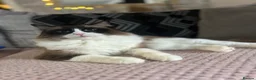 Ragdoll cats for sale: Bicolour ragdoll with a mismark - Advert 2