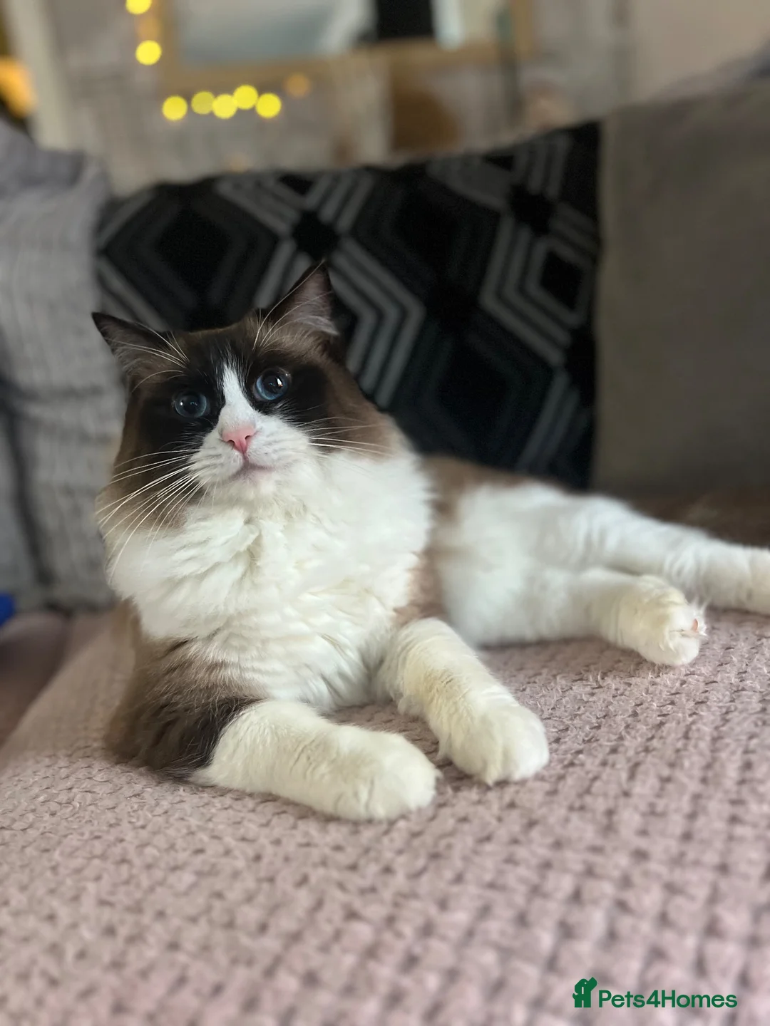 Ragdoll cats for sale: Bicolour ragdoll with a mismark - Advert 2