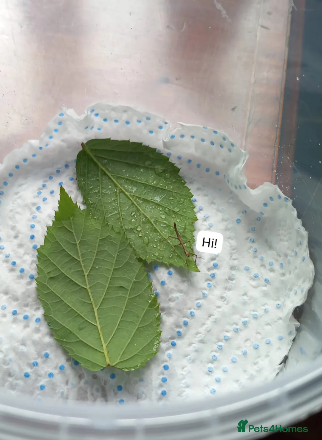 Stick Insects invertebrates for sale: Stick insect eggs - Advert 2