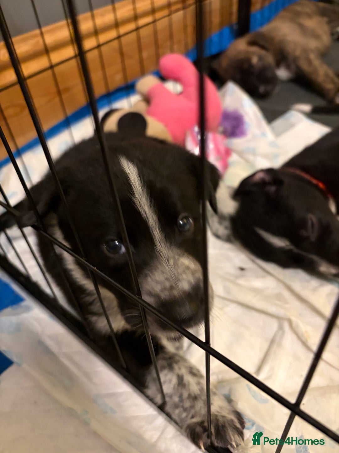 Mixed Breed dogs for sale: 8 beautiful pups for sale - Advert 26