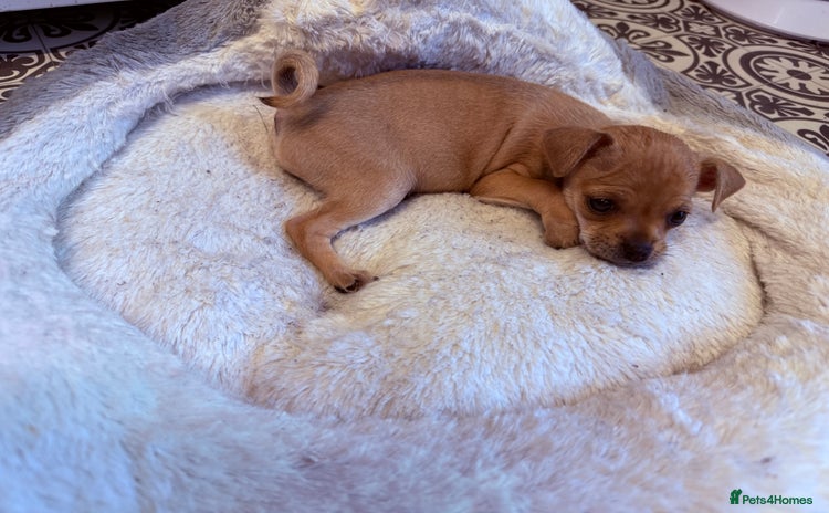 Chug dogs - Advert 4