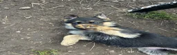 German Shepherd dogs for sale: READY NEXT WEEK working shepherd puppies - Advert 24