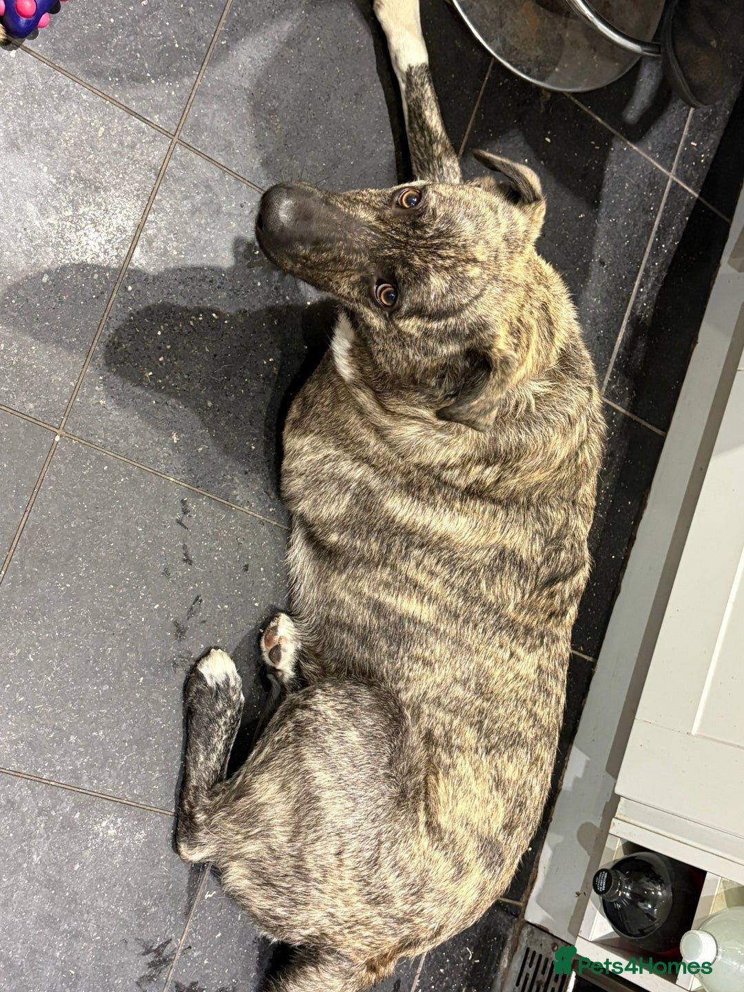 Mixed Breed dogs for adoption: Benji  - Image 4