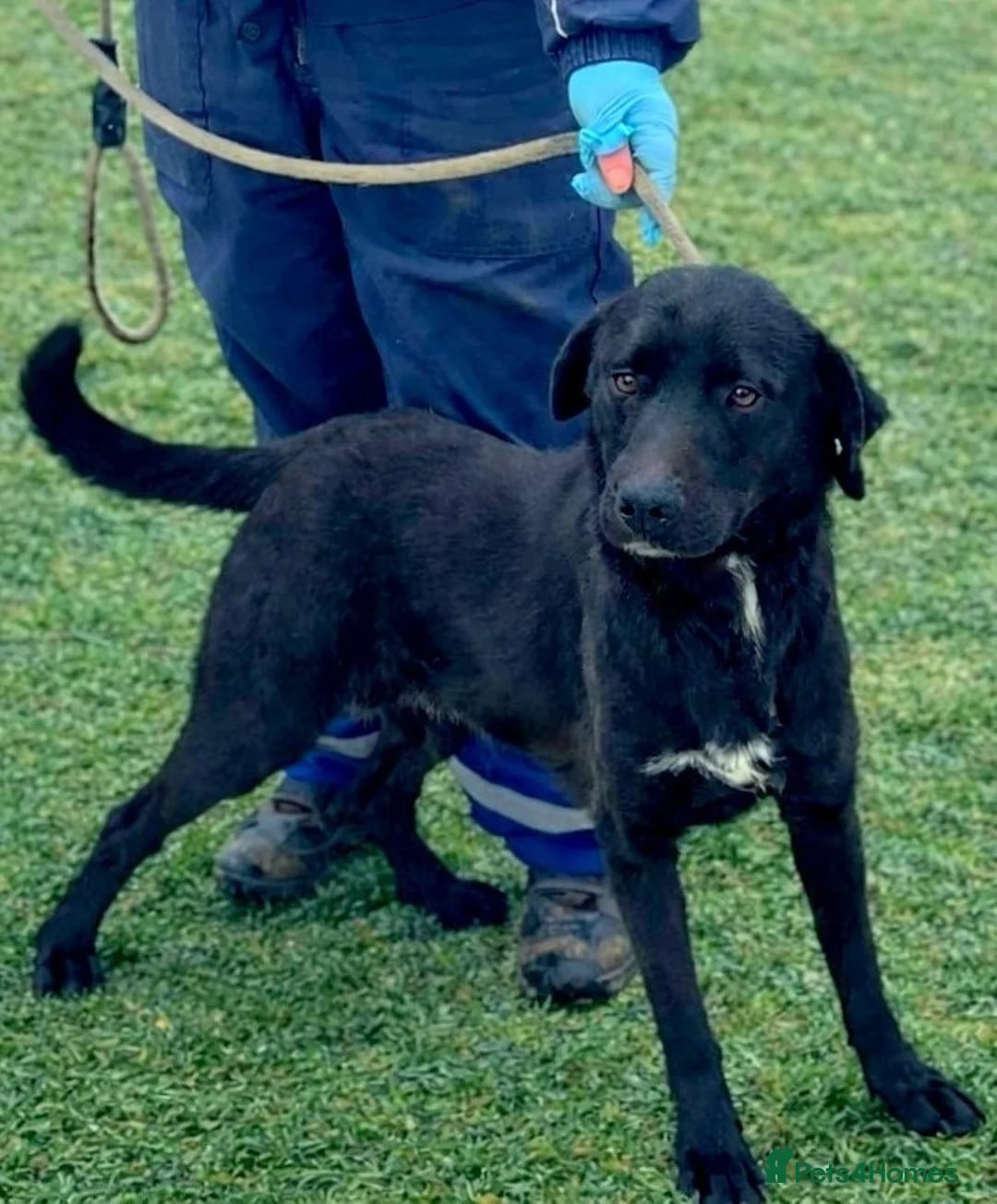 Mixed Breed dogs for adoption: 🐾 Twixie – a good heart waiting to be chosen 🤍 - Advert 2