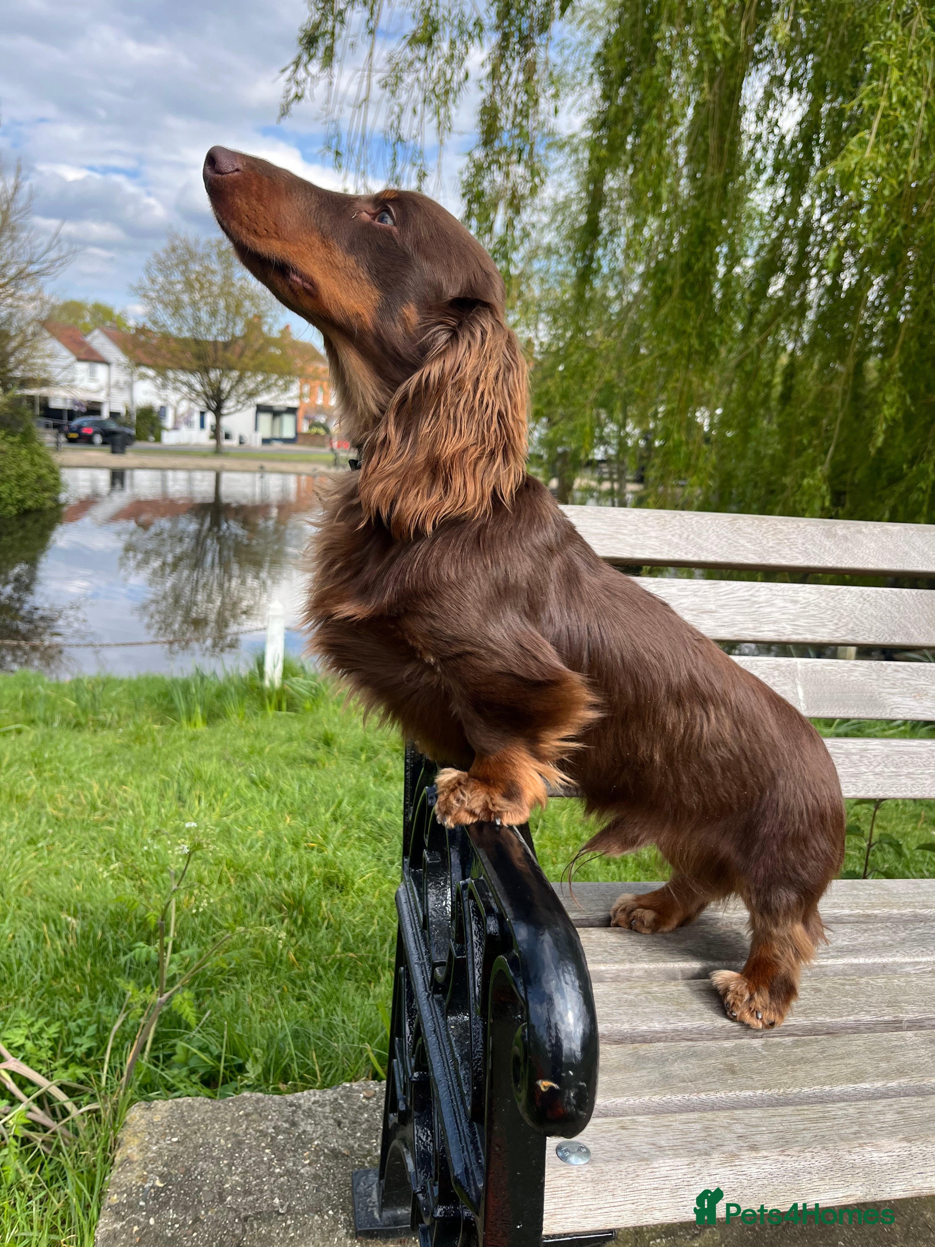 Miniature Dachshund dogs Kc Chocolate & tan mini dachshund stud in Chelmsford - Advert 15