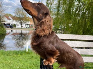 Miniature Dachshund dogs Kc Chocolate & tan mini dachshund stud in Chelmsford - Advert 16
