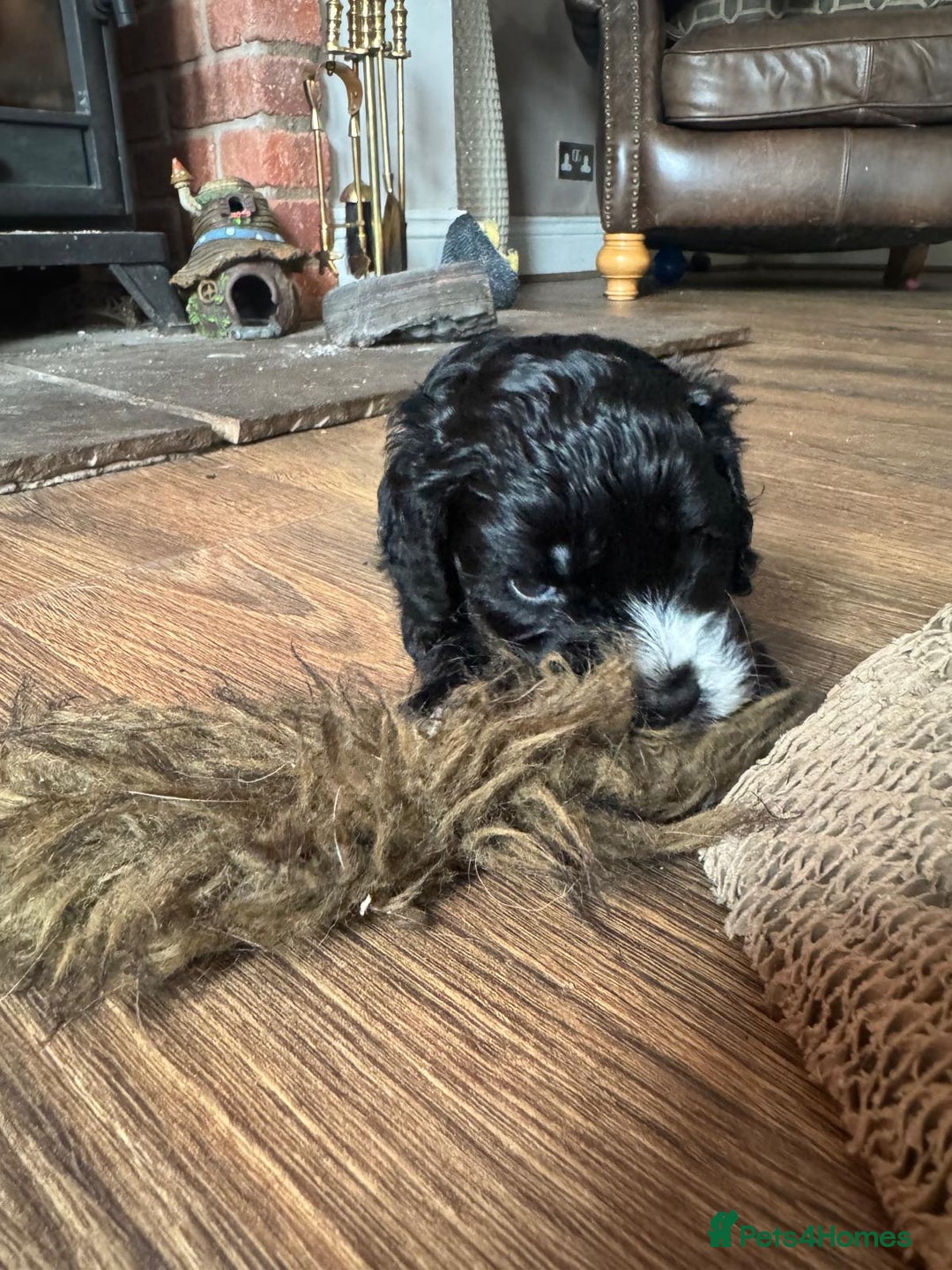 Cockapoo dogs for sale: Adorable F1 Cockerpoo puppies - Image 9