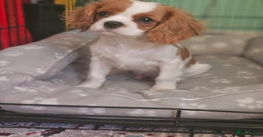 Cavalier King Charles Spaniel dogs CAVALIER KING CHARLES FOR SALE - Advert 10