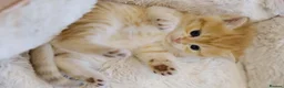 British Shorthair cats for sale: Gorgeous BSH golden kittens pedigree TICA - Advert 22