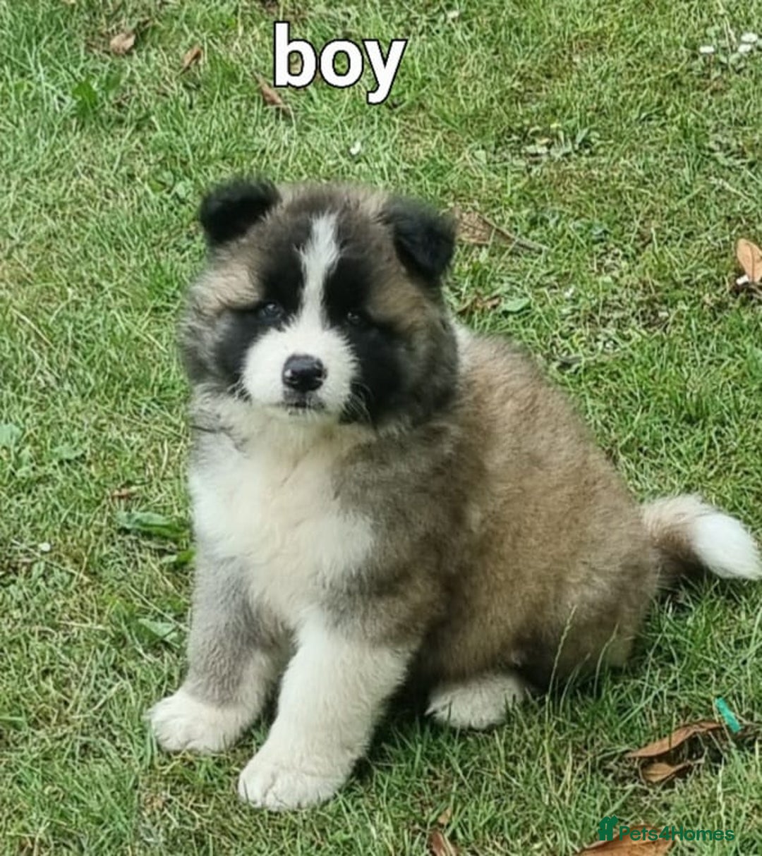 Akita dogs for sale: Akita pup READY in Sunderland - Image 8