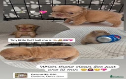 French Bulldog dogs for sale: Visual fluffy rope French bulldog puppies - Image 1
