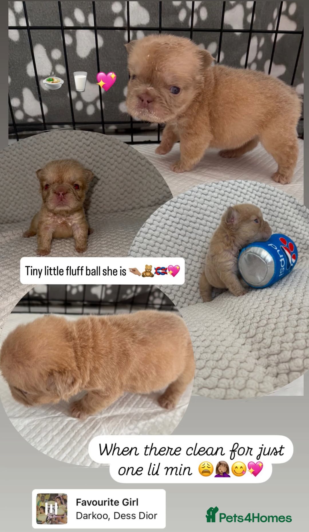 French Bulldog dogs for sale: Visual fluffy rope French bulldog puppies - Image 1