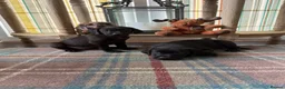 Labrador Retriever dogs for sale: READY NOW Beautiful KC reg girls - health tested - Advert 5