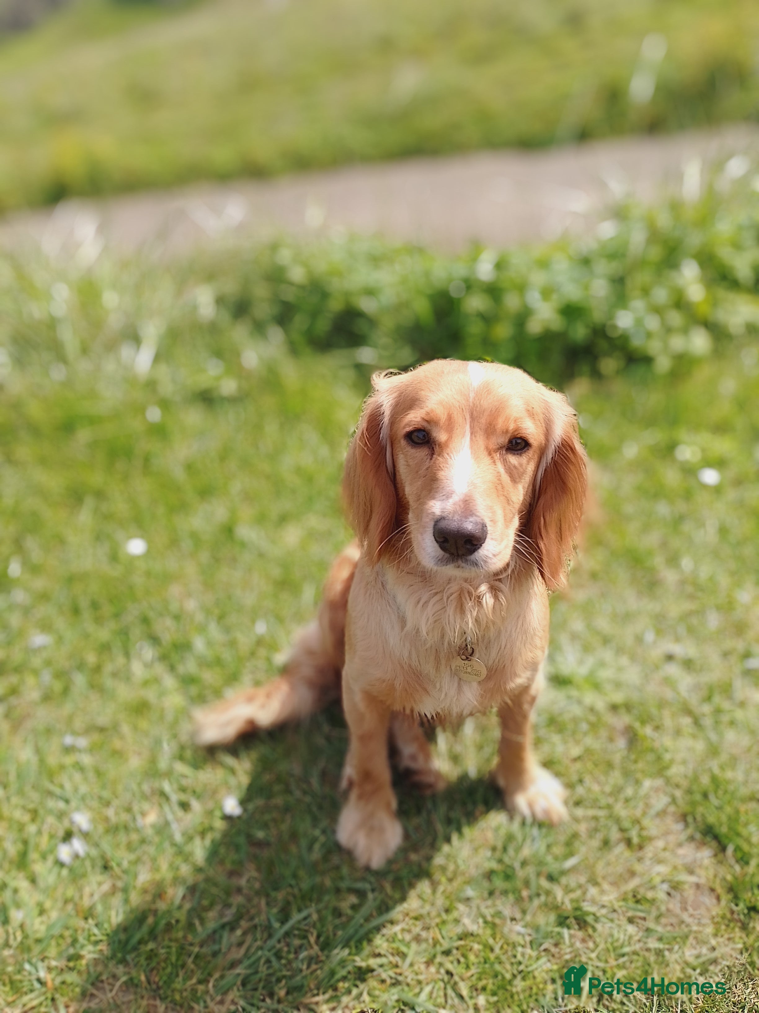 Cocker Spaniel dogs JOIN OUR WAITING LIST LITTER DUE 9th JANUARY 2026. - Advert 1
