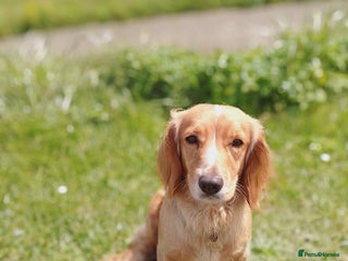 Cocker Spaniel dogs JOIN OUR WAITING LIST LITTER DUE 9th JANUARY 2026. - Advert 1