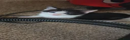 European cats for sale:  Two adorable kittens looking for a loving home!  - Advert 5