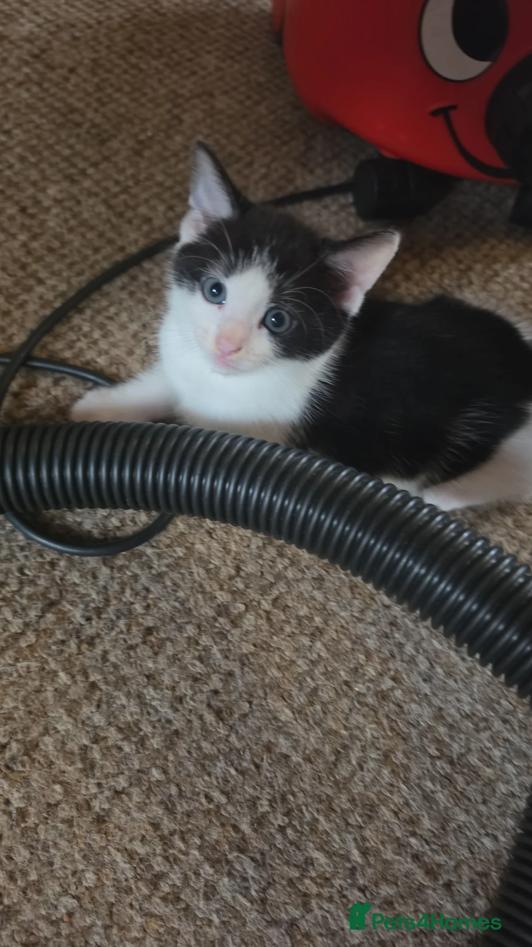 European cats for sale:  Two adorable kittens looking for a loving home!  - Advert 5