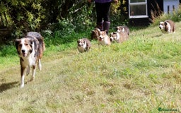 Mixed Breed dogs for sale: Welsh sheepdog/collie cross  - Image 1