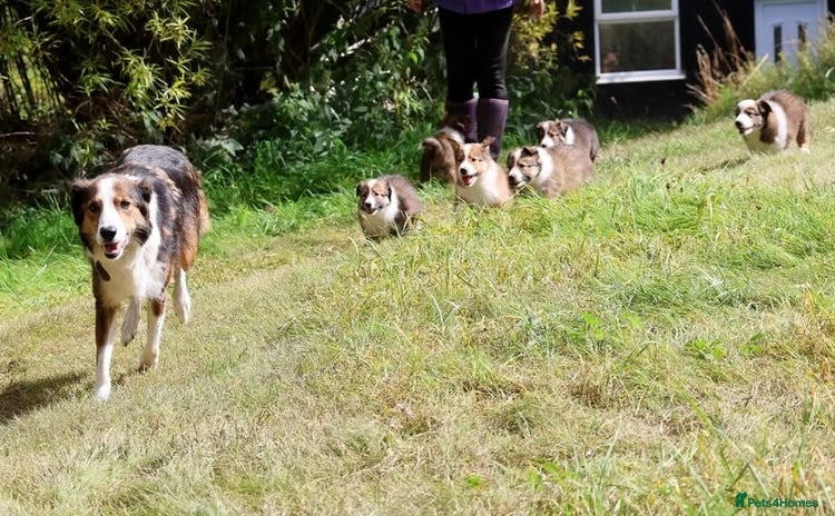 Mixed Breed dogs - Advert 3