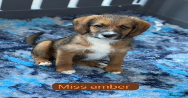 Mixed Breed dogs - Advert 5