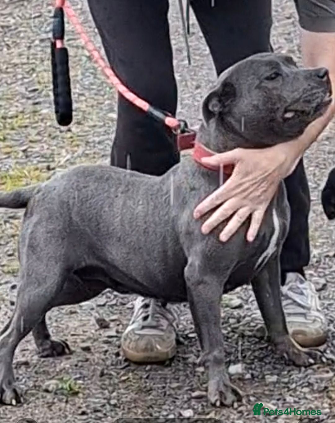 Staffordshire Bull Terrier dogs Beautiful Blue Adult Staffie Girl - Advert 1