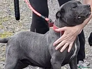Staffordshire Bull Terrier dogs Beautiful Blue Adult Staffie Girl - Advert 4
