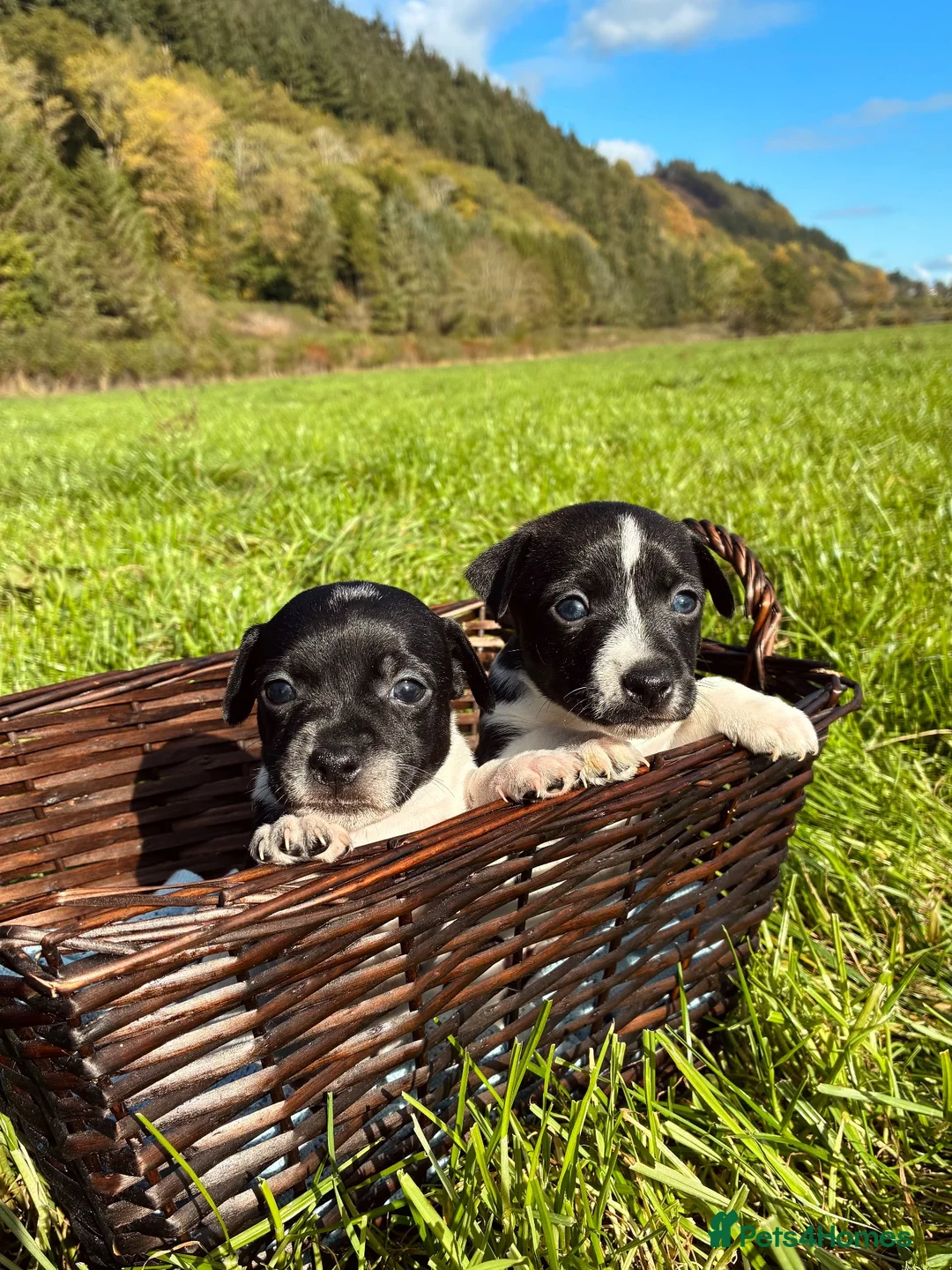 Jack Russell dogs for sale: MINI JACK RUSSELS GENUINE PURE LINE BRED - Advert 2