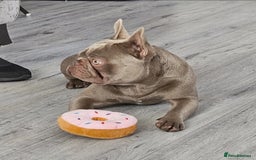 French Bulldog dogs for sale: Loving home required. - Image 2