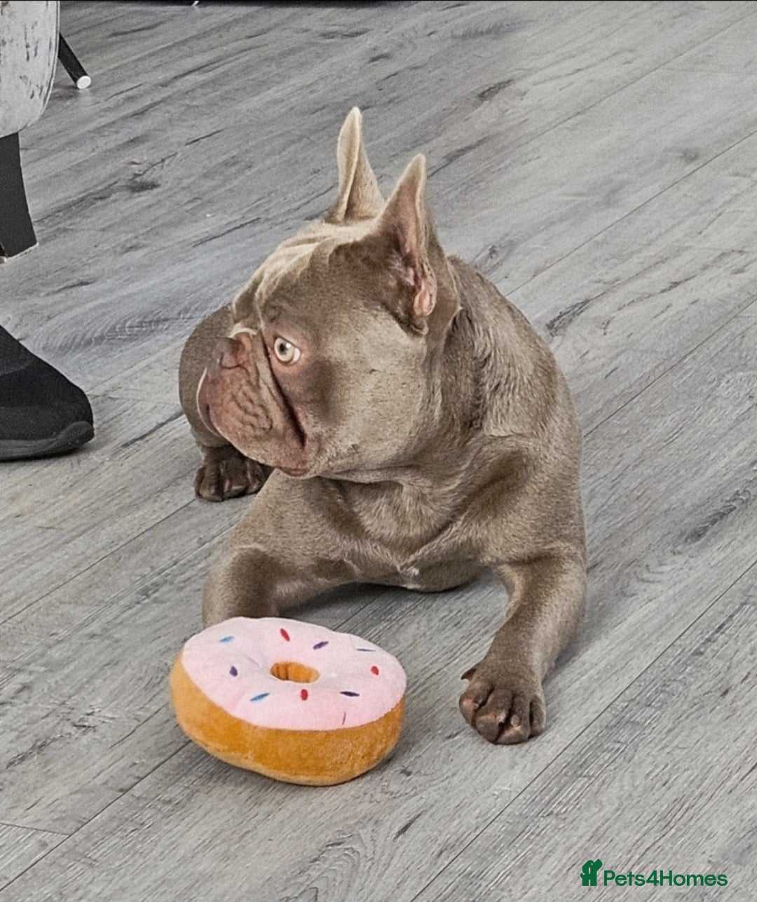 French Bulldog dogs for sale: Loving home required. - Image 2