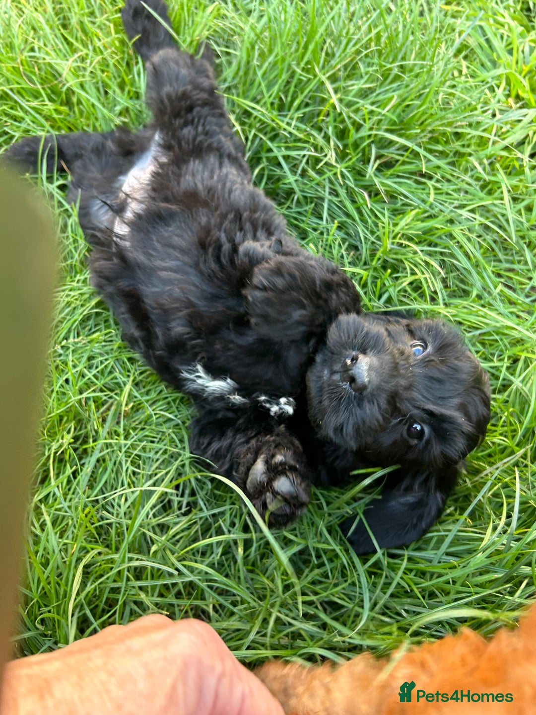 Cockapoo dogs for sale: Beautiful miniature Teddybear Cockerpoos puppies  - Image 19