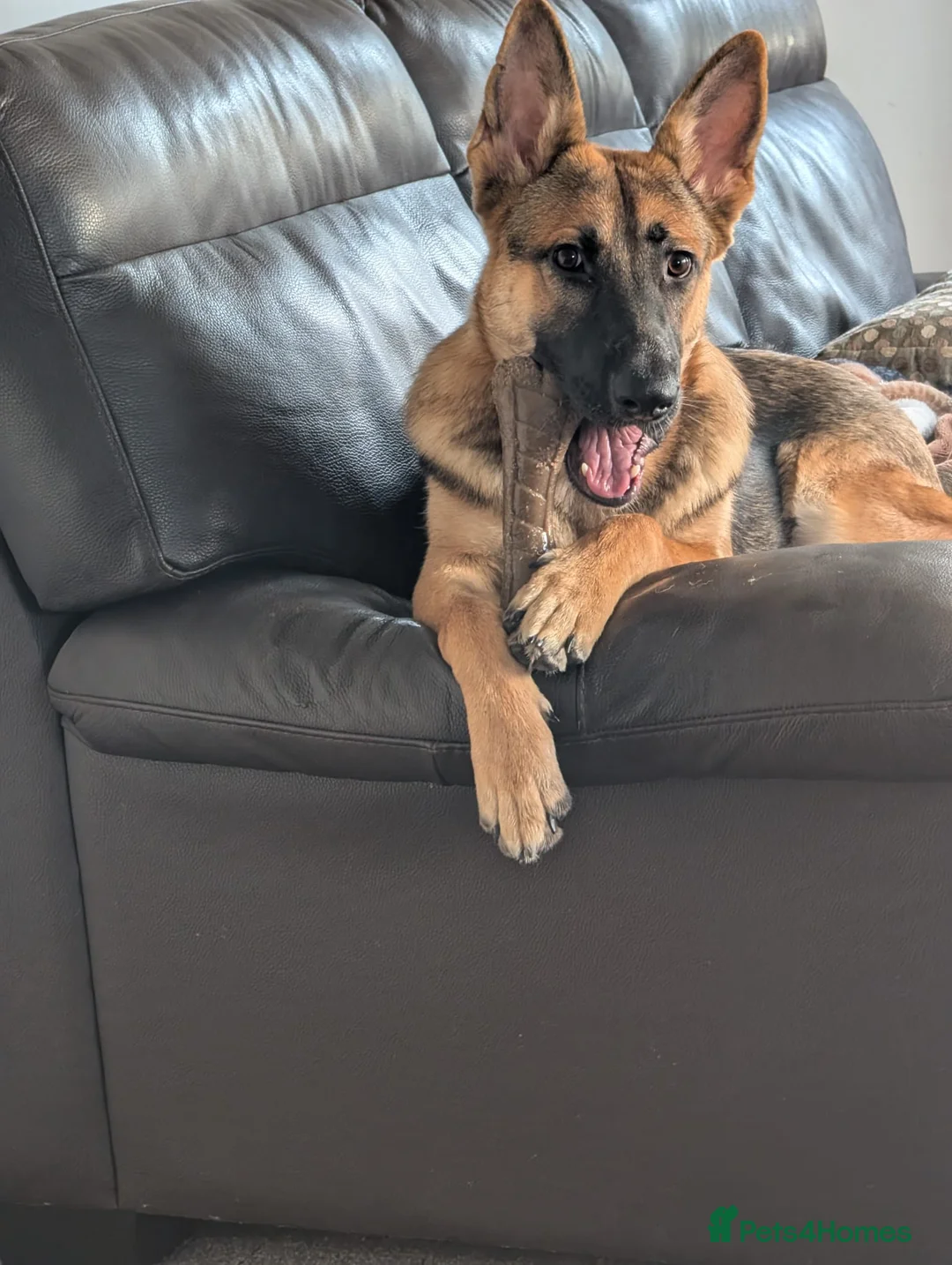 German Shepherd dogs for sale: 1 year old German shepherd  - Advert 1