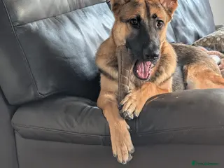 German Shepherd dogs 1 year old German shepherd - Advert 15