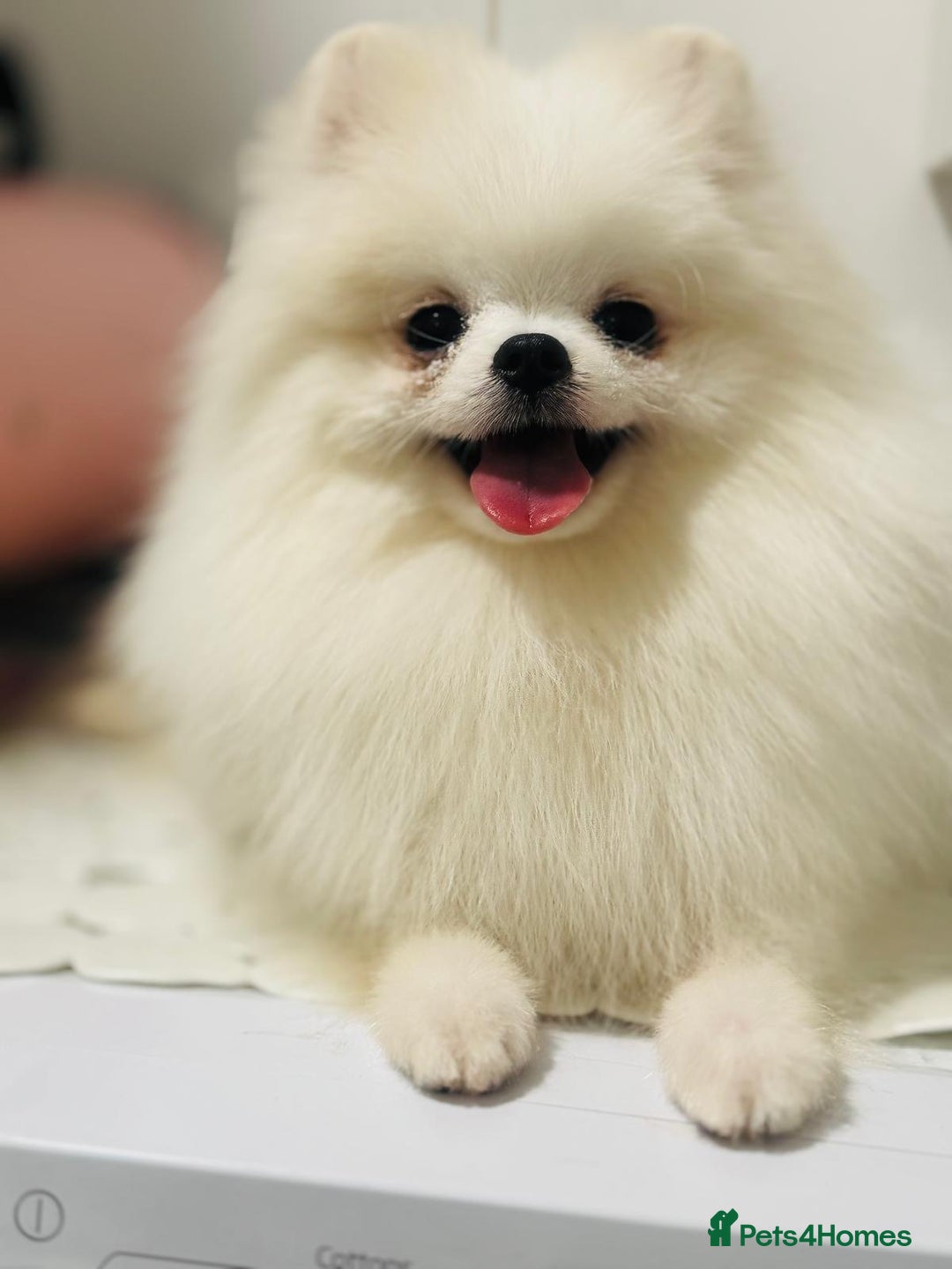 Pomeranian dogs for sale: White and Orange Pomeranian Boys in London - Image 19