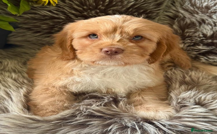 Cavapoo dogs - Advert 14