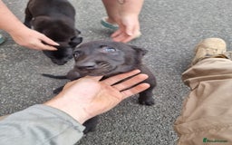 Belgian Shepherd Dog dogs for sale: BELGIAN MALINOIS PUPPIES  - Image 7