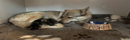 Saarloos Wolfdog dogs for sale: READY NOW Czechoslovakian wolfdog - Advert 8
