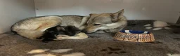 Saarloos Wolfdog dogs for sale: READY NOW Czechoslovakian wolfdog - Advert 10