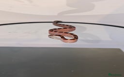 Corn Snake reptiles for sale: Pied Babies for sale - Image 4