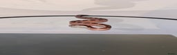 Corn Snake reptiles for sale: Pied Babies for sale - Advert 4