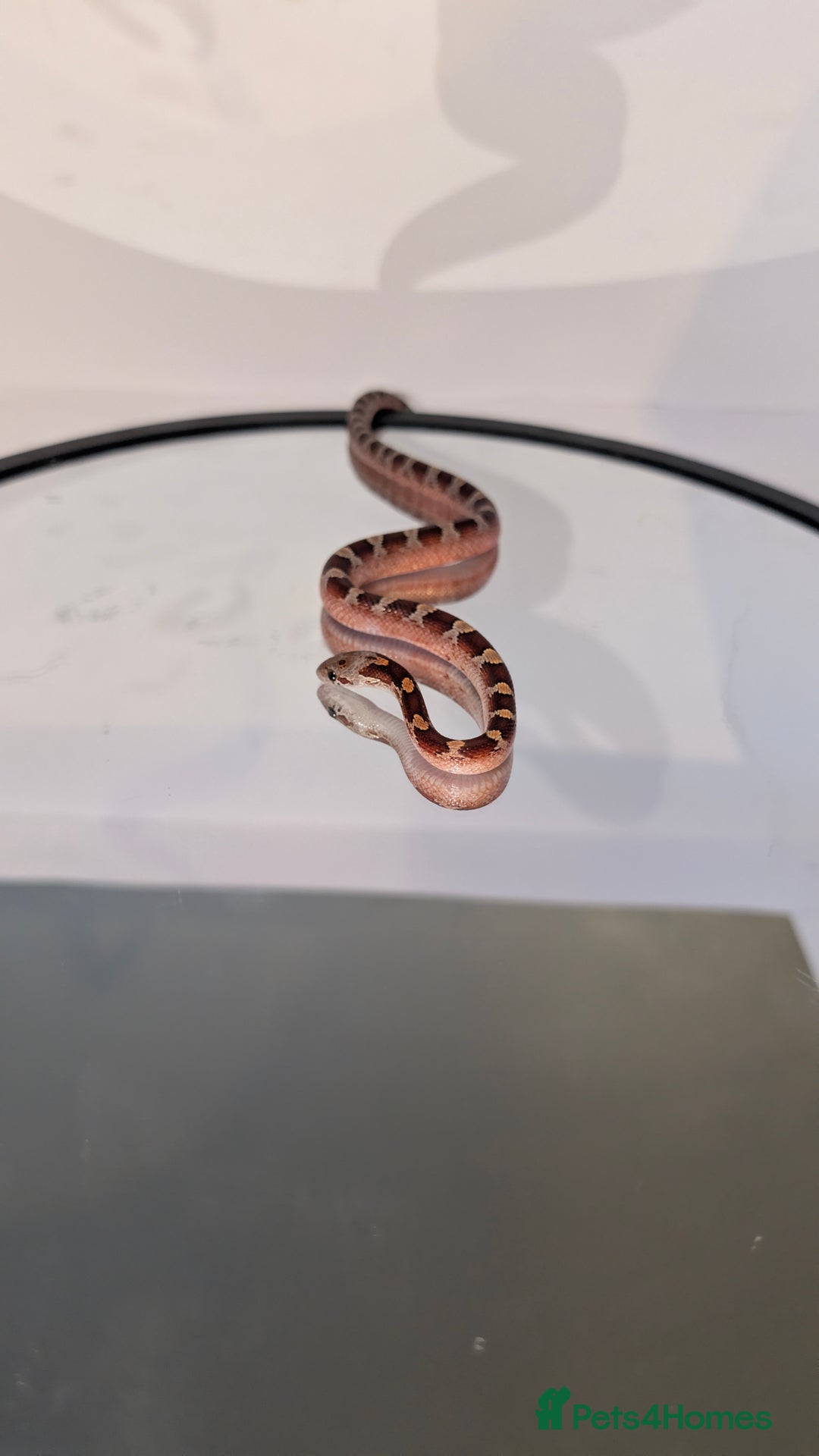 Corn Snake reptiles for sale: Pied Babies for sale - Image 4