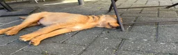 Golden Retriever dogs for sale: Pure Golden Retriever - B - Advert 3