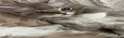 Ragdoll cats for sale: Mink & Sepia Ragdolls Cherubim TICA Pedigree  - Advert 1