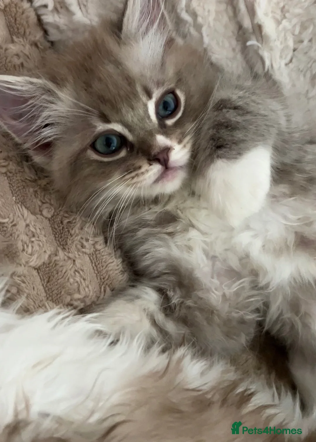 Ragdoll cats for sale: Mink & Sepia Ragdolls Cherubim TICA Pedigree  - Advert 1