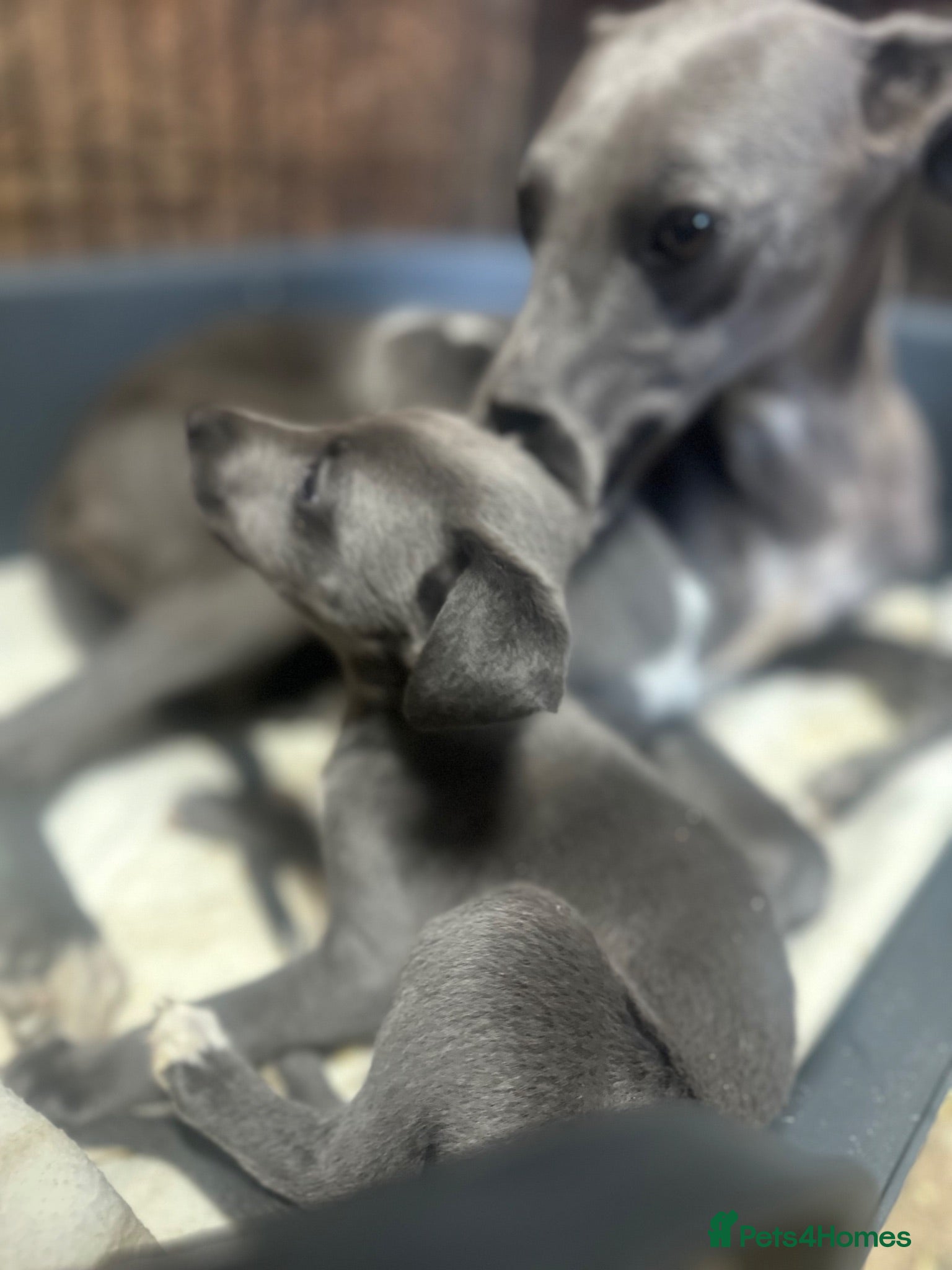Whippet dogs Stunning litter of blue whippet puppies - Advert 11