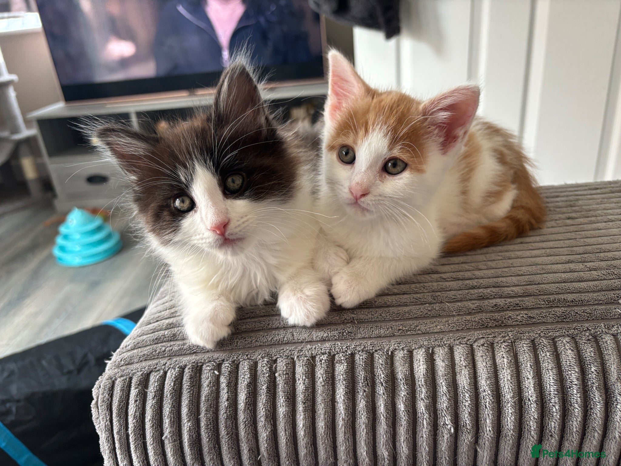 Maine Coon cats LAST 2 BOY!! READY TO LEAVE NOW!  - Advert 9