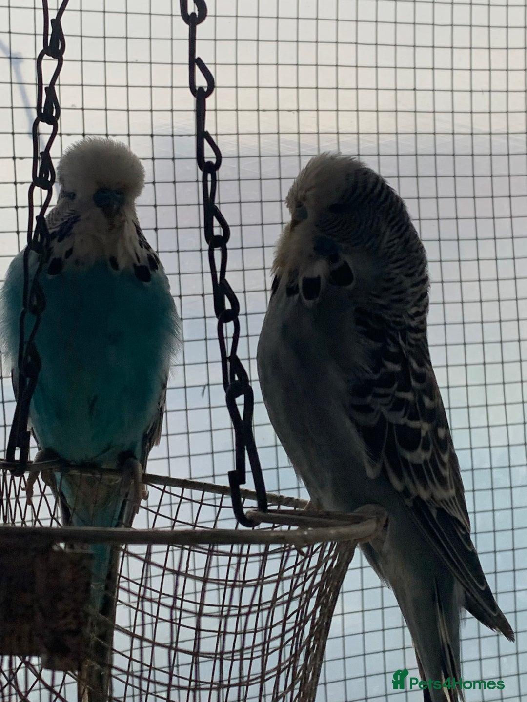 Budgerigars birds for sale: Exhibition style Budgies for sale - Image 4