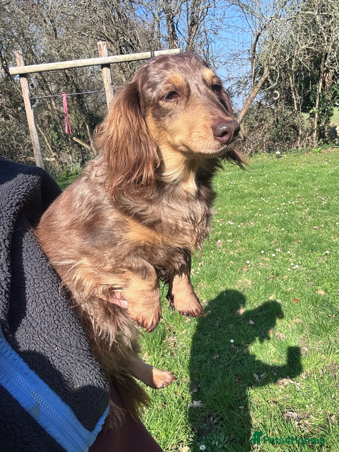 Miniature Dachshund dogs for sale: Two Kc reg adult mini Dachshund longhaired girls  - Advert 2
