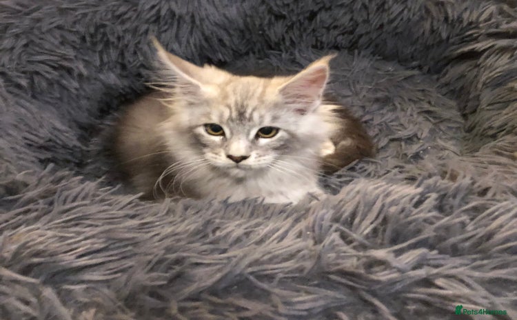 Maine Coon cats - Advert 12